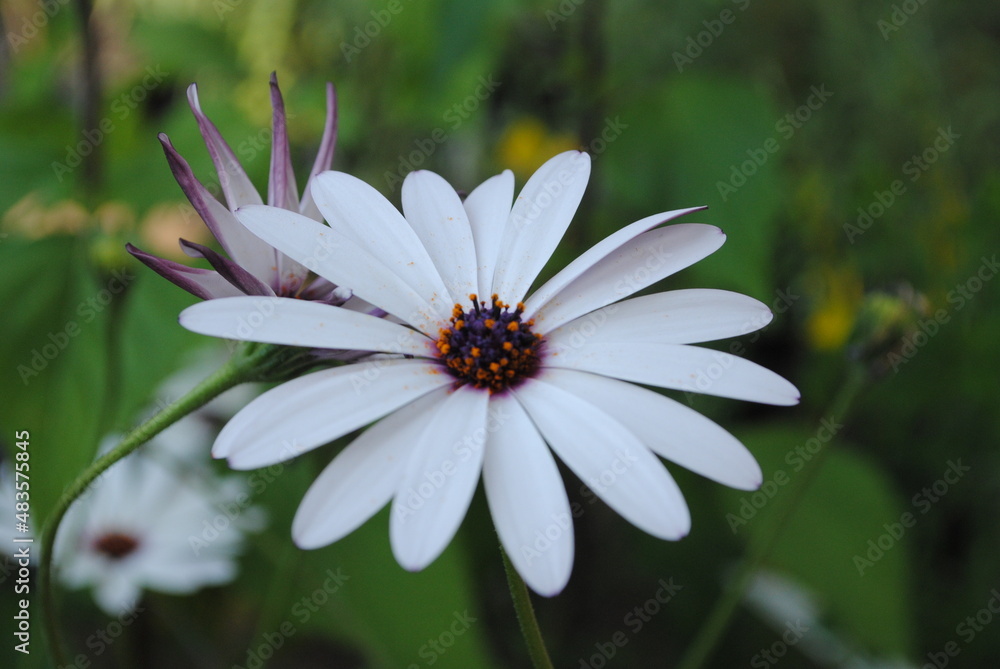 Obraz premium flowers