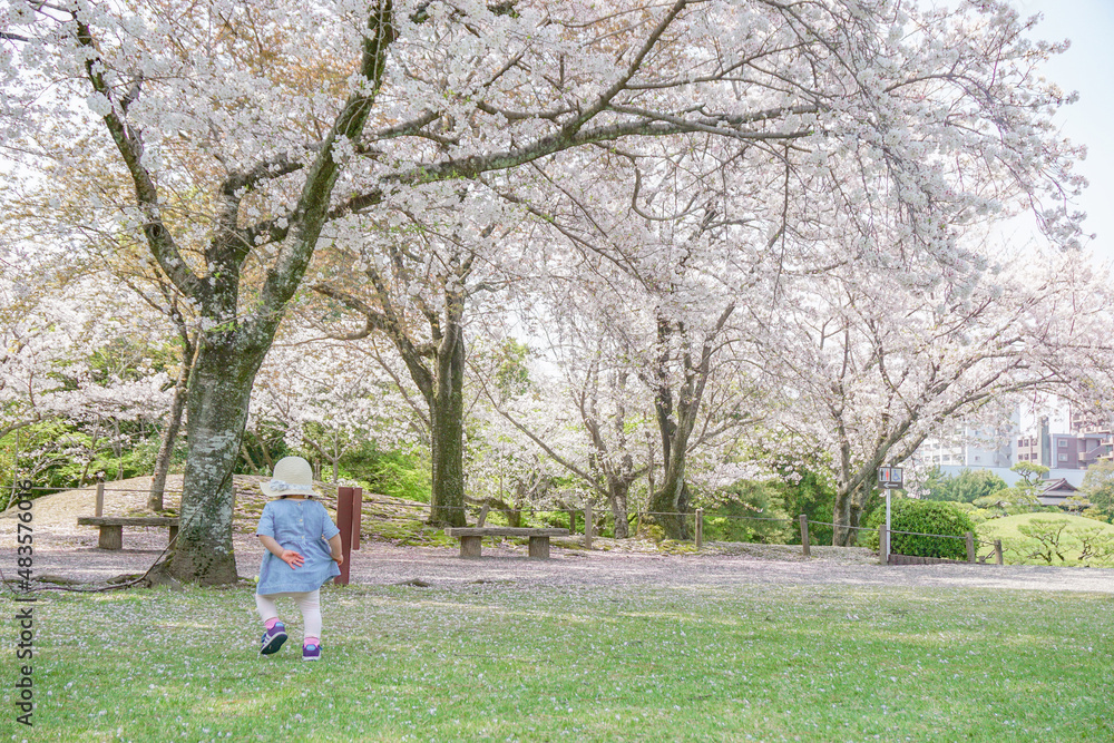 Fototapeta premium 桜の咲く公園を赤ちゃんとお散歩