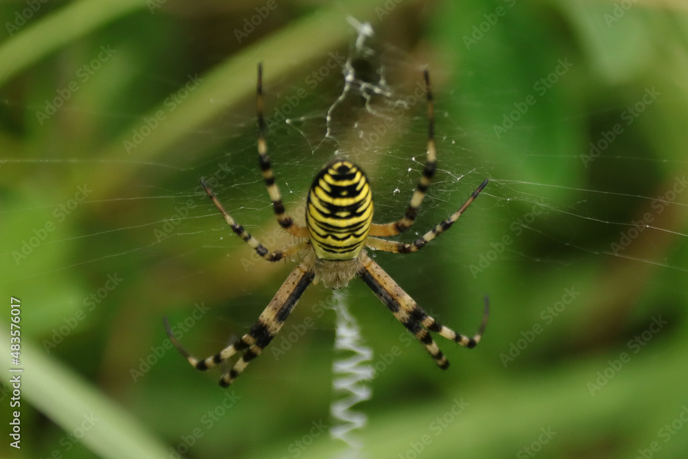 Argiope frelon --- Argiope fasciée (Argiope bruennichi) Argiope frelon --- Argiope fasciée (Argiope bruennichi)