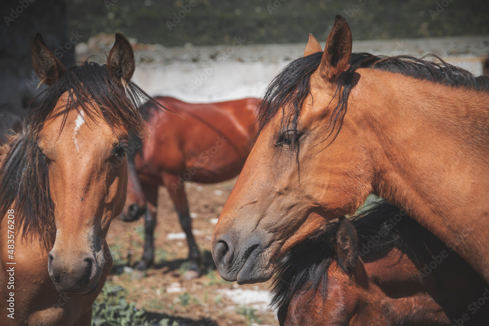 Obraz premium Browne horse portrait in the farm.