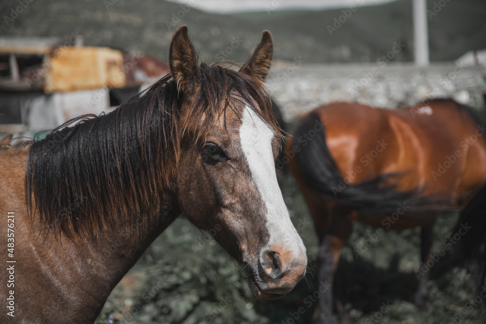 Fototapeta premium Browne horse portrait in the farm.