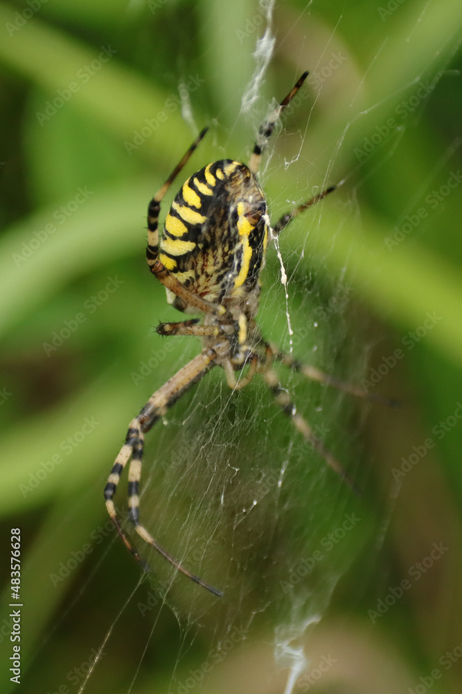 Argiope frelon --- Argiope fasciée (Argiope bruennichi) Argiope frelon --- Argiope fasciée (Argiope bruennichi)