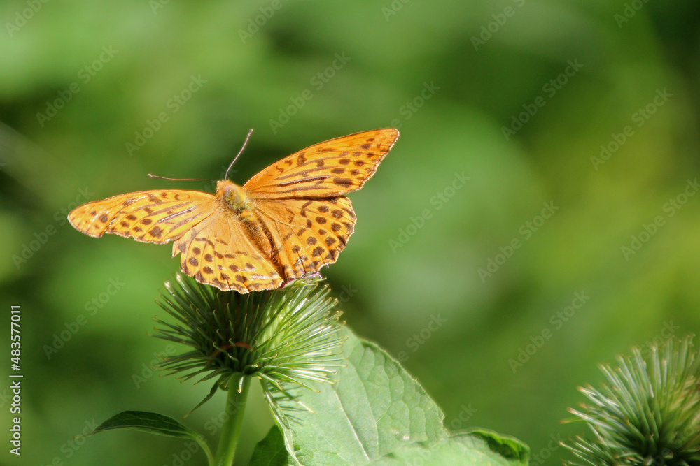 Fototapeta premium Schmetterling Kaisermantel
