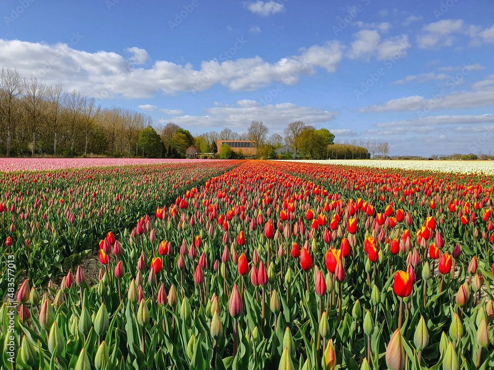 Close up of a typical Dutch tullip countryside with various colors of beautiful flowers in early season, the Netherlands