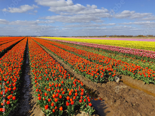 Typical Dutch tullip countryside with various colors of beautiful flowers like orange, yellow and pink in early season, the Netherlands photo