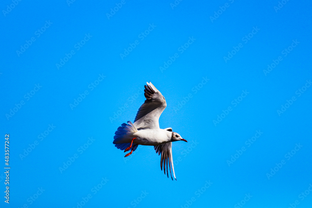 Fototapeta premium seagull in flight