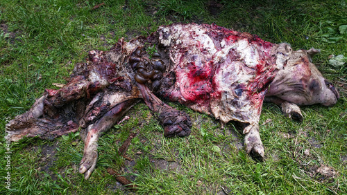 Decomposed dead pig carcass on the ground with flies and worms around
