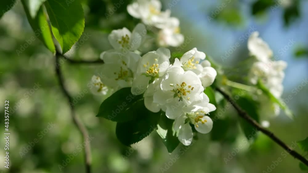 Blooming apple tree in early spring. Apple orchard with white and pink flowers on the trees. Blooming apple tree in early spring. Apple orchard with white and pink flowers on the trees.