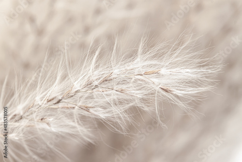 Fluffy dried small beige flowers and beautiful white fluff bud in front with seeds on light blur background macro
