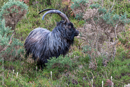 Wild Goat, Lairg, Scotland, UK photo