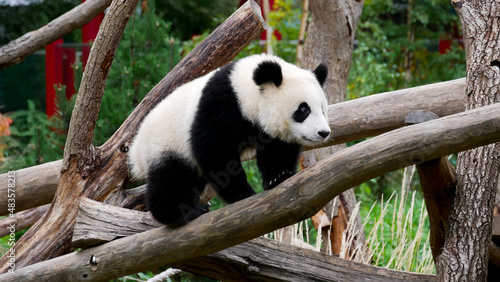 Young giant panda climbing on a tree
