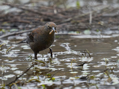 Photography Rusty blackbird, bird