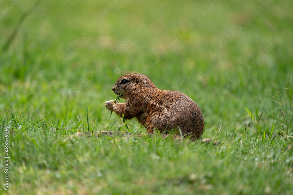Fantail Squirrels scrounging for food and nuts on the ground while playing with each other in a nature conservation reserve. Fantail Squirrels scrounging for food and nuts on the ground while playing with each other in a nature conservation reserve.