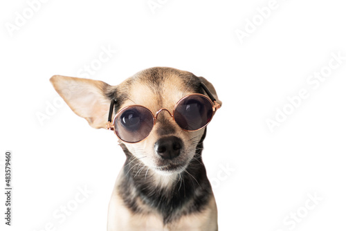 Fototapeta Naklejka Na Ścianę i Meble -  isolated dog wearing sunglasses traveling with animals