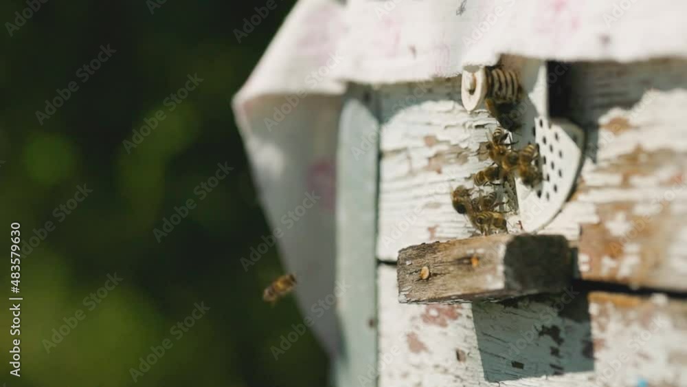 Bees fly into the hive, close-up. Bees flying into the hole of the hive after pollen collection. Honey agriculture concept Bees fly into the hive, close-up. Bees flying into the hole of the hive after pollen collection. Honey agriculture concept