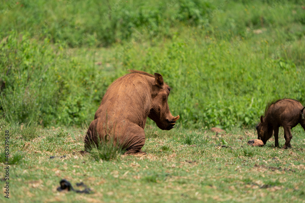 Female adult warthog vlakvark pooping in the lush green bushveld of South Africa.
squeezing behind a small tuft of grass to hide its modesty. Female adult warthog vlakvark pooping in the lush green bushveld of South Africa.
squeezing behind a small tuft of grass to hide its modesty.