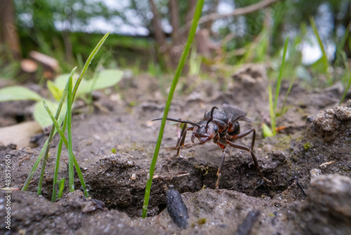 macro shot of a ant with wings on the ground © Martin