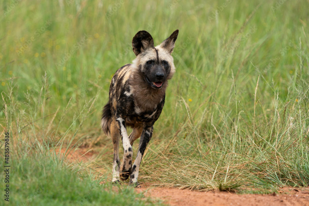 Fierce African Wild dog in its natural habitat hunting for food. running in the bush veld with rounded ear.