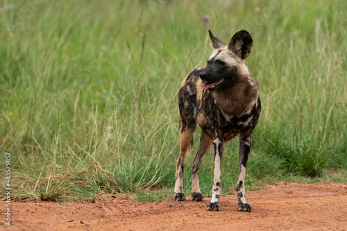 Fierce African Wild dog in its natural habitat hunting for food. running in the bush veld with rounded ear. © Phillip