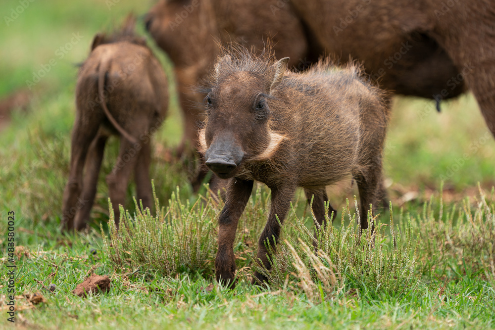 Baby warthog vlakvark standing around with its mother in the beautiful lush green bushveld of South Africa. Standing at attention looking for predators. Baby warthog vlakvark standing around with its mother in the beautiful lush green bushveld of South Africa. Standing at attention looking for predators.