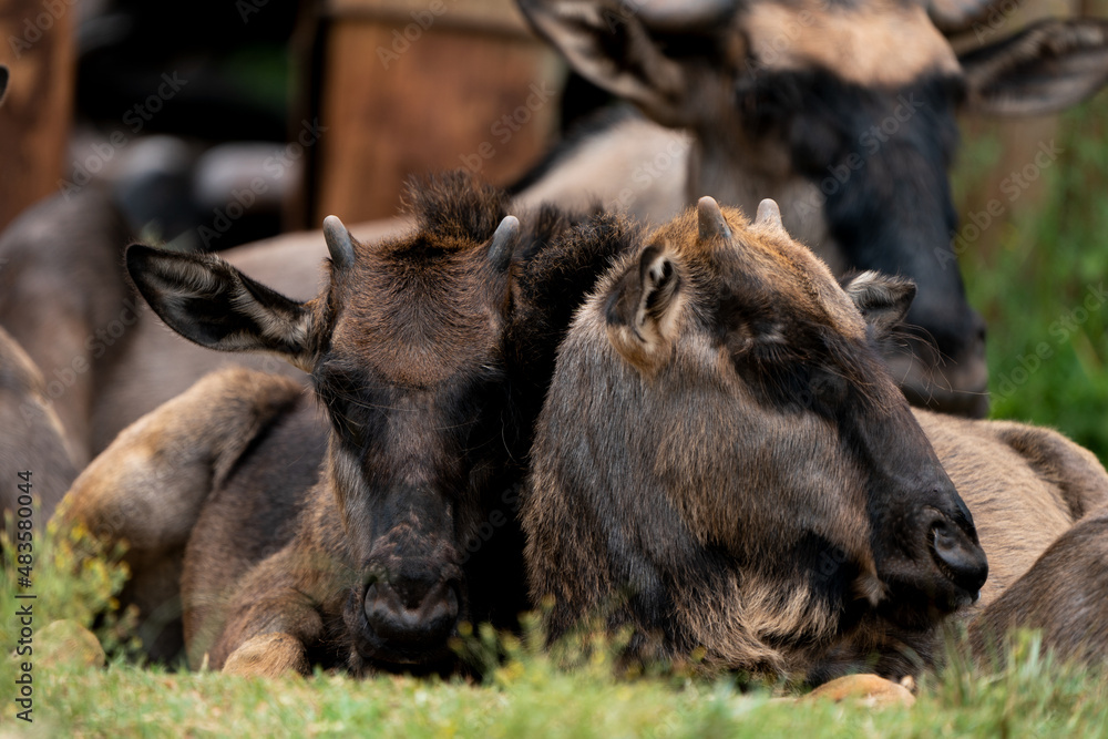 Fototapeta premium Beautiful cute baby wildebeest with small stumps for horns cuddling together in a herd to keep safe from the predators.