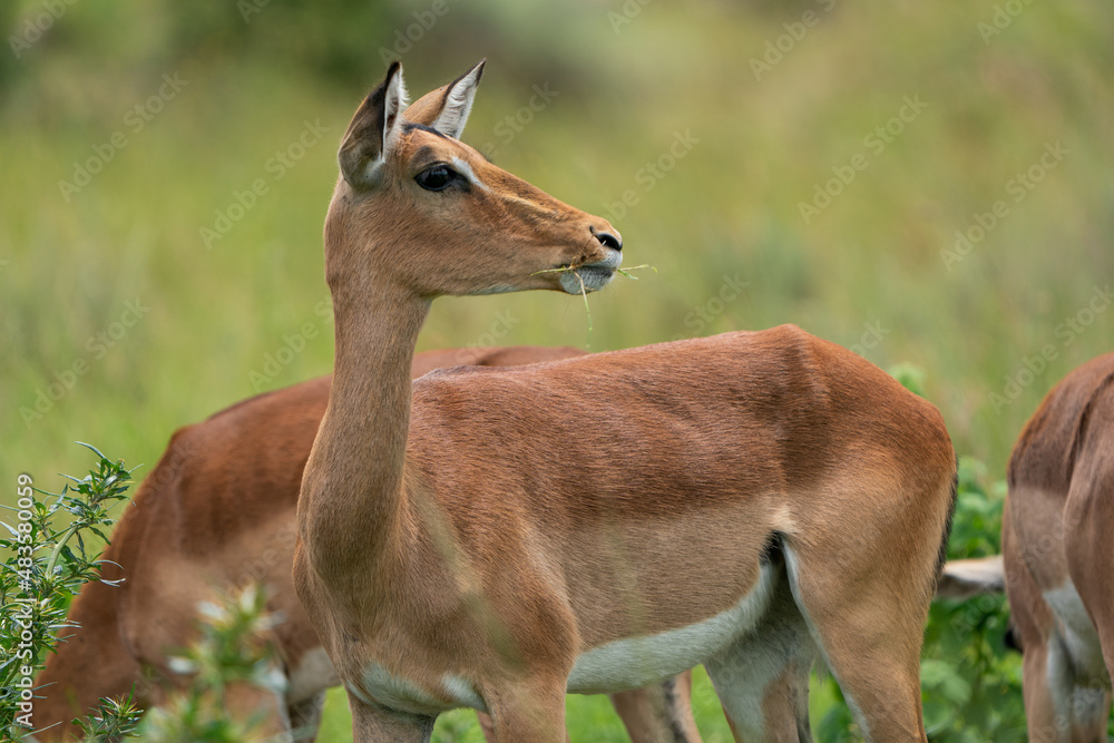Fototapeta premium Beautiful portrait of a Female Impala buck antelope in the lush green bush veld among the rest of the herd