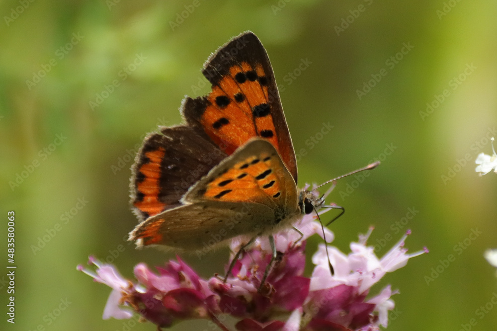 Cuivré commun --- Bronzé (Lycaena phlaeas) Cuivré commun --- Bronzé (Lycaena phlaeas)