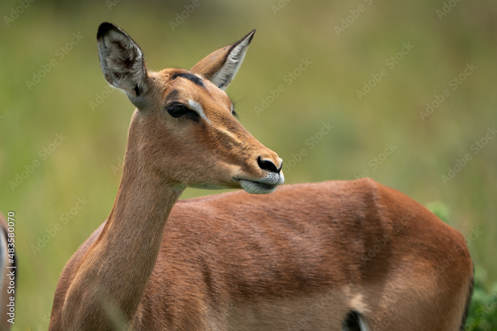 Beautiful portrait of a Female Impala buck antelope in the lush green bush veld among the rest of the herd Beautiful portrait of a Female Impala buck antelope in the lush green bush veld among the rest of the herd