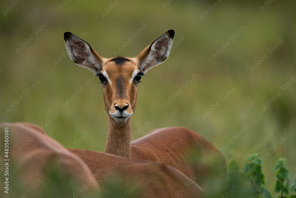 Beautiful portrait of a Female Impala buck antelope in the lush green bush veld among the rest of the herd Beautiful portrait of a Female Impala buck antelope in the lush green bush veld among the rest of the herd