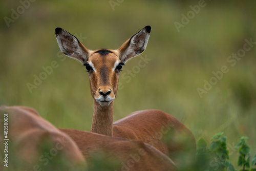 Beautiful portrait of a Female Impala buck antelope in the lush green bush veld among the rest of the herd