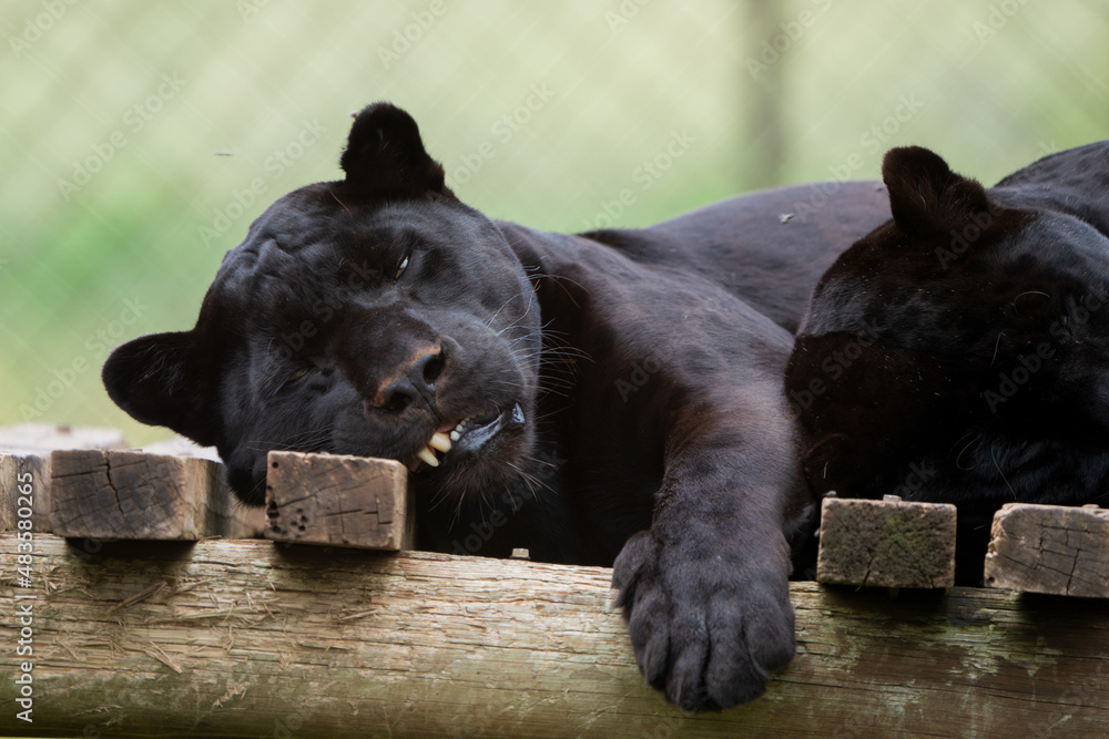 2 Black Panther Jaguar brothers being held in captivity to ensure that the species can reproduce to get it off of the endangered species list. 2 Black Panther Jaguar brothers being held in captivity to ensure that the species can reproduce to get it off of the endangered species list.