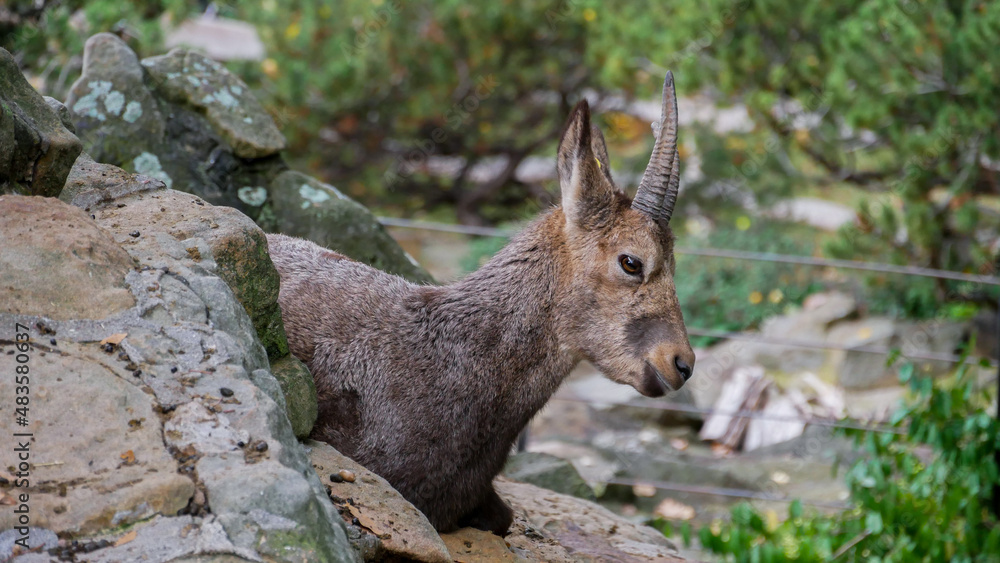 Fototapeta premium Mountain goat on rock in a zoo