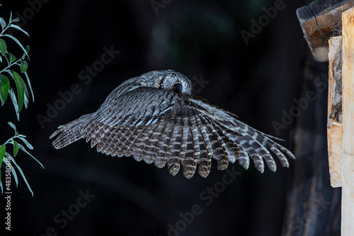 Western Screech Owl in Flight
