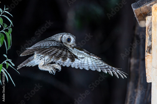 Принти на полотні Western Screech Owl Flying At Night