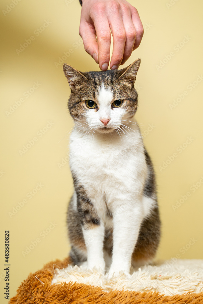 Fototapeta premium Close-up of a man hand caressing and stroking cat of three colors taken from a shelter on a yellow background. Male hand petting a cat head, love to animals concept. Person petting cat, sweet moment