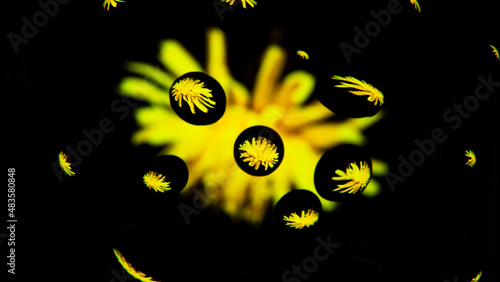 yellow dandelion in drops of water