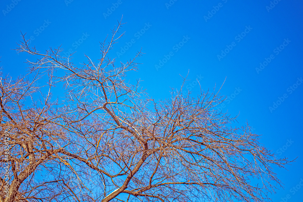 The upper part of a leafless tree against the blue sky on a cold winter day
