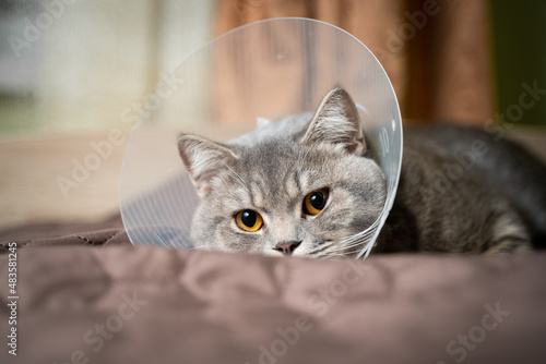 Gray Scottish straight-eared cat in a platsik veterinary collar after surgery lies sad at home on the couch. Exhausted British breed cat with vet Elizabethan collar to prevent licking wounds at home