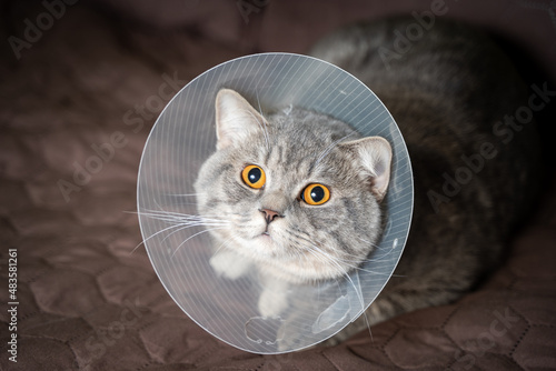 Domestic gray British Shorthair cat with orange eyes in a protective collar at home on the couch after surgery. The topic is medicine and the protection of pets. The cat is resting after castration photo