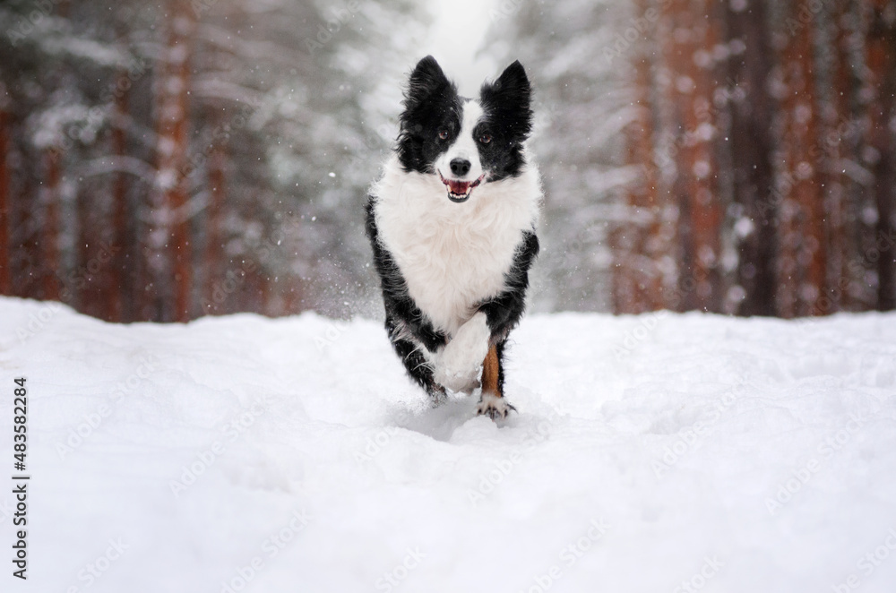 border collie dog snow walk in forest magical winter day with pet
