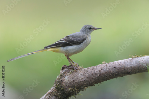 Grey wagtail Motacilla cinerea in close view near a pond © denis
