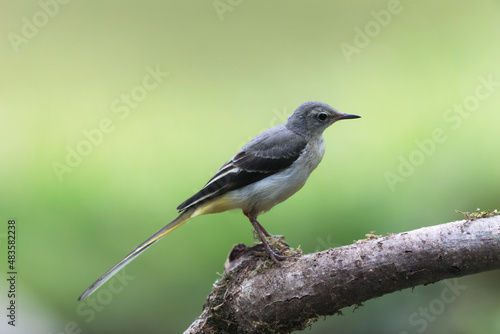 Grey wagtail Motacilla cinerea in close view near a pond © denis