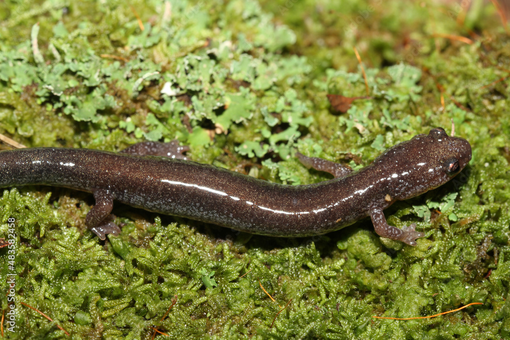 Naklejka premium Leadback color phase of the eastern redback salamander (Plethodon cinereus) on green lichen and moss. 