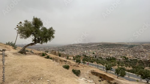 An olive tree with a panoramic view over the old medina of Fes, Morocco photo