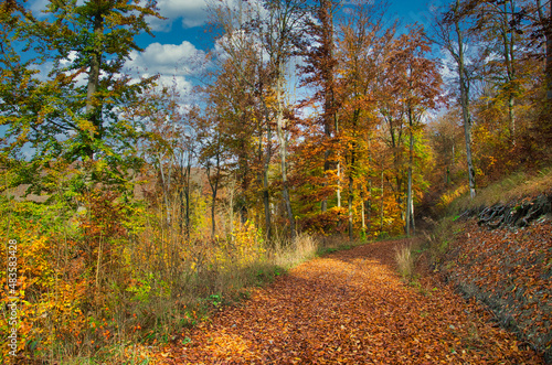 Fototapeta Naklejka Na Ścianę i Meble -  Waldweg durch herbstlich gefärbten Wald 