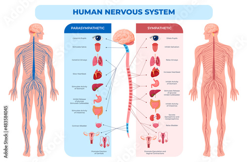 Human nervous system parasympathetic and sympathetic scheme vector flat illustration