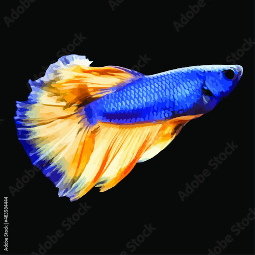 Siamese fighting fish. Vector illustration
