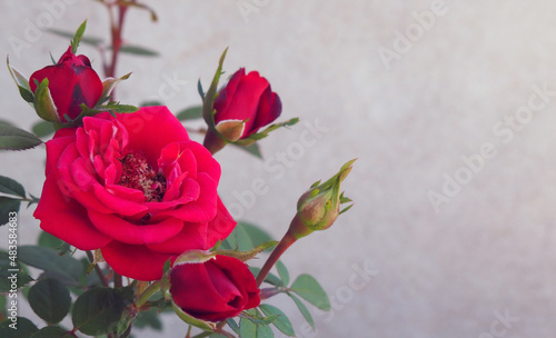 Close-up side view of a red rose plant growing in a garden with a blurred cement wall in the background.