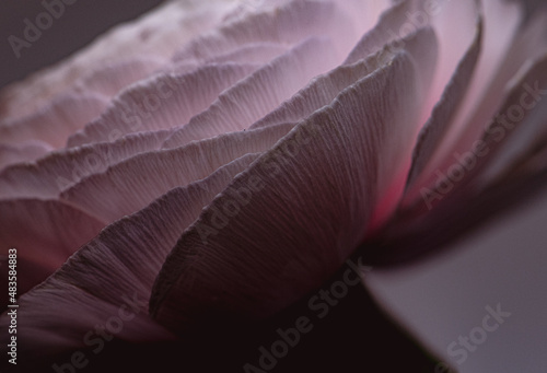 Ranunkelblütenblätter in weiß/rosa, close up