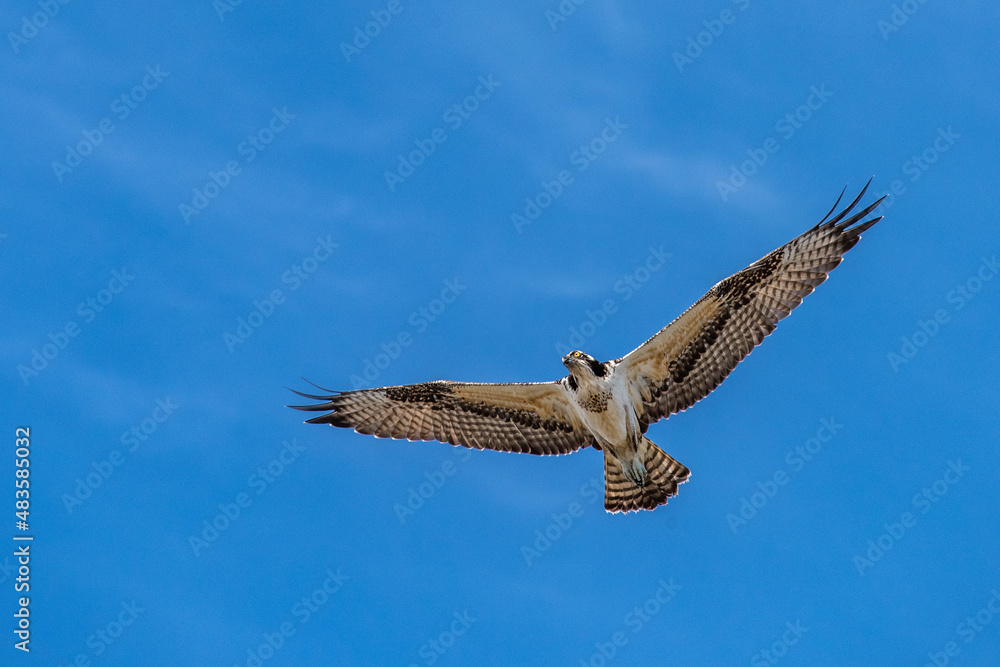 Obraz premium osprey in flight